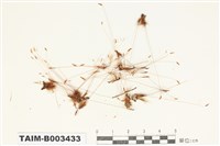 藏品(牛毛苔屬)的圖片